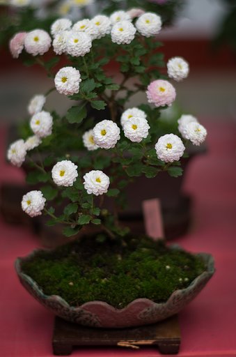 盆栽