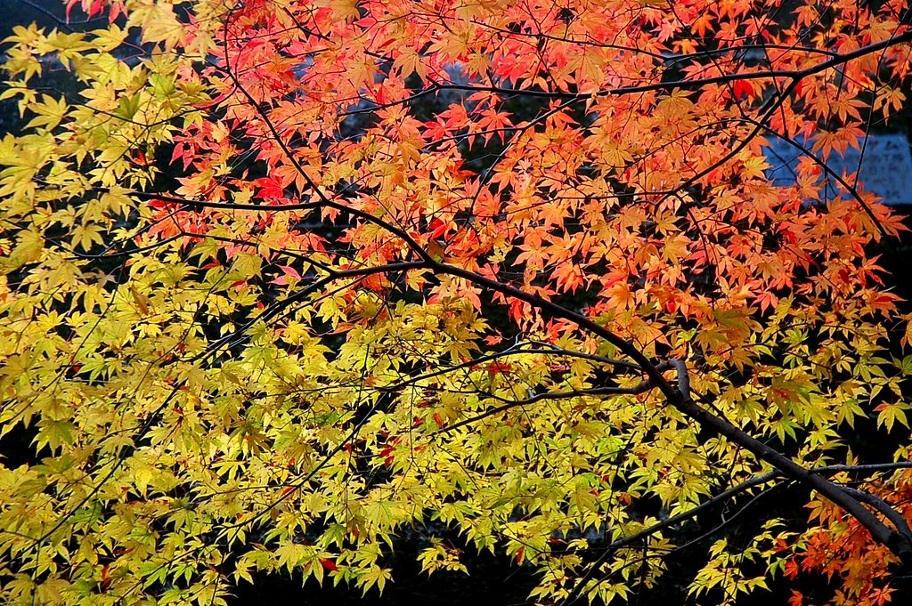 紅葉は山から里へ