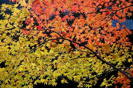 紅葉は山から里へ