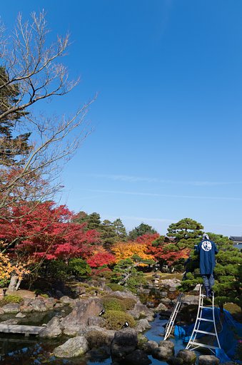 庭