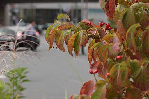 【秋色】街角の秋