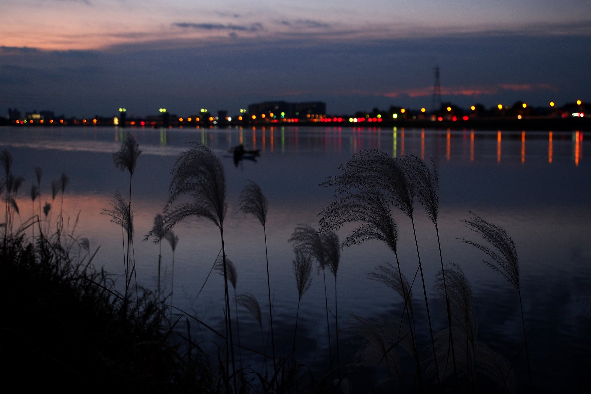 夜明けの尾花