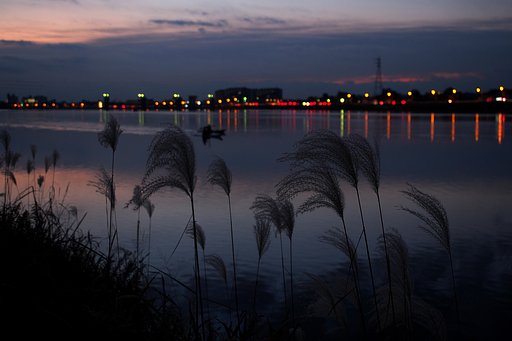 夜明けの尾花