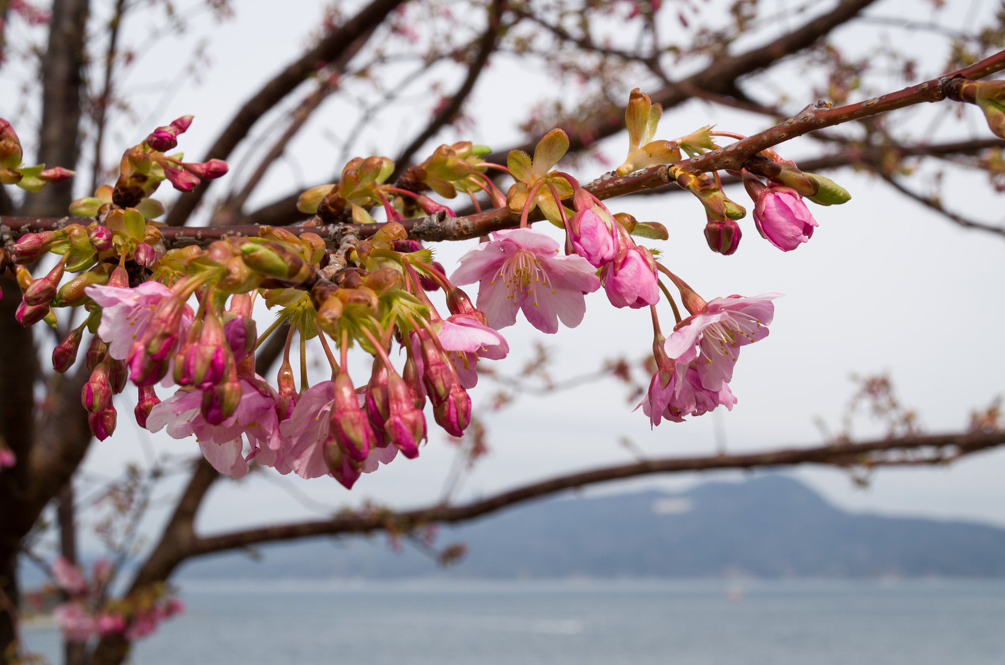 島の桜