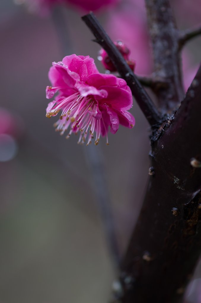 SIGMA MACRO 70mm F2.8 