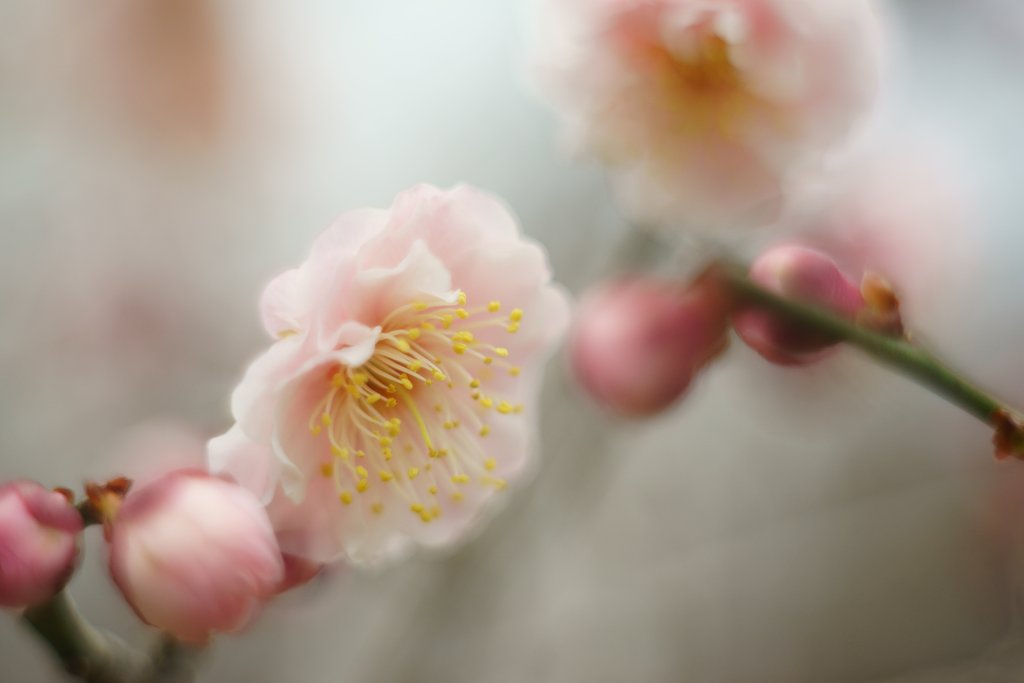 Jupiter-8 50mm F2 + 接写リング1:2