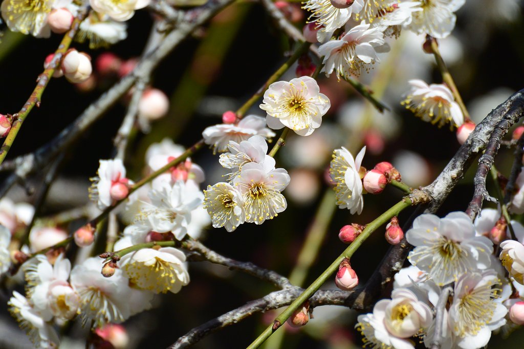 梅　開花