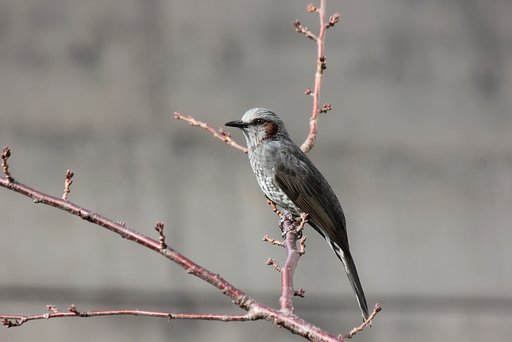 ひよどり。