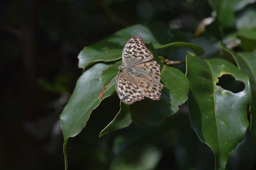 ミドリヒョウモン♀の暗色型