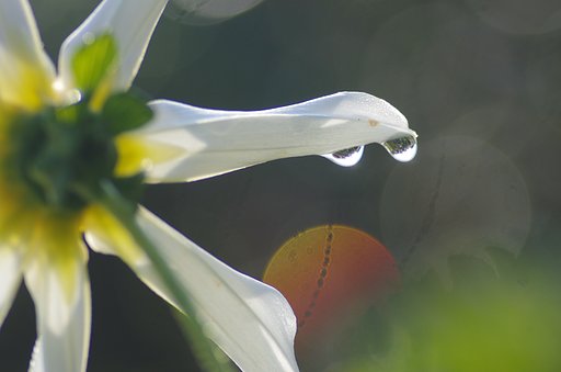 これもダリヤ