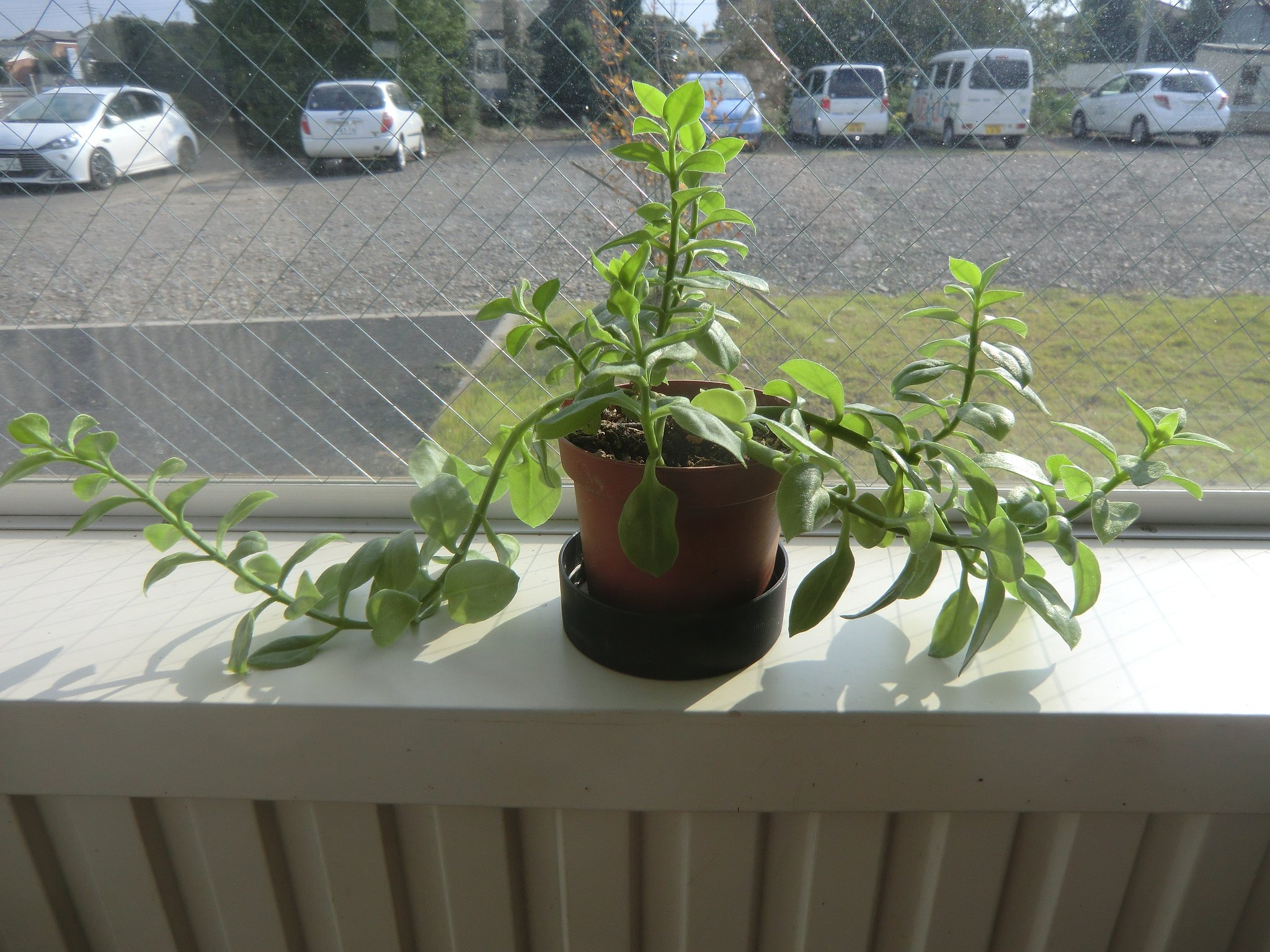 この花の名前を教えて下さい