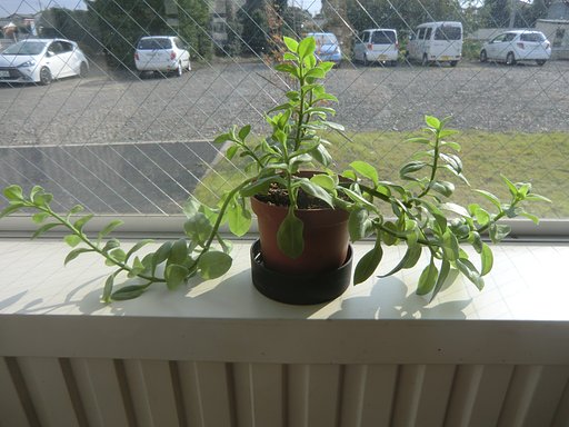 この花の名前を教えて下さい