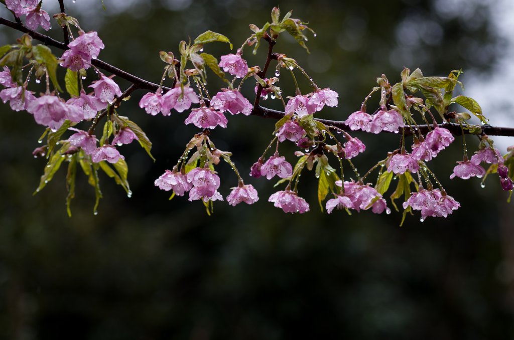 SIGMA MACRO 70mm F2.8 