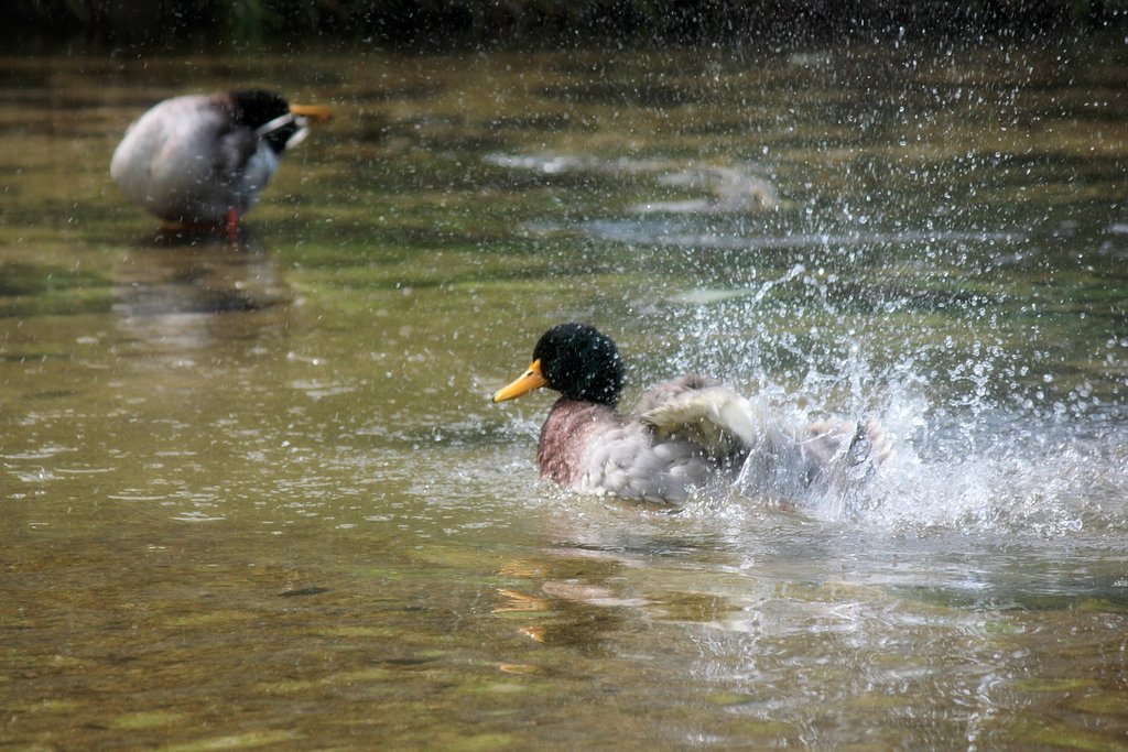お昼の鴨は水遊び