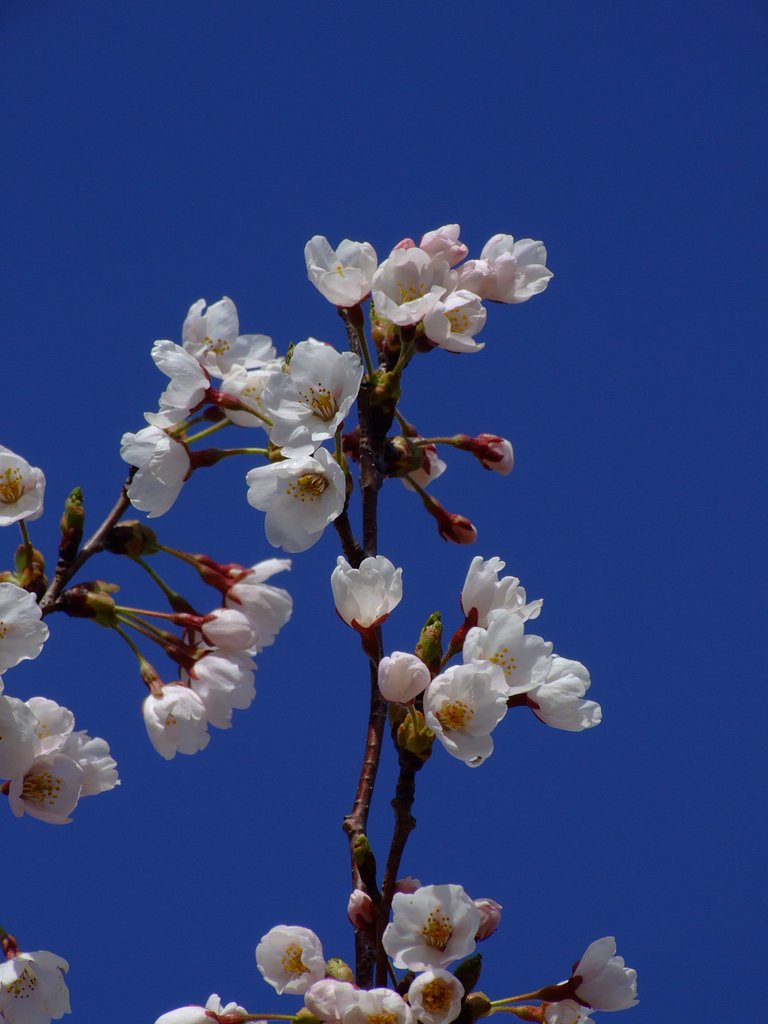 標高800mの桜