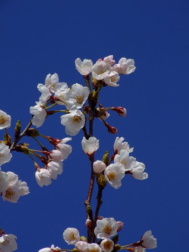 標高800mの桜