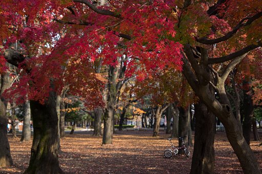 色付く公園