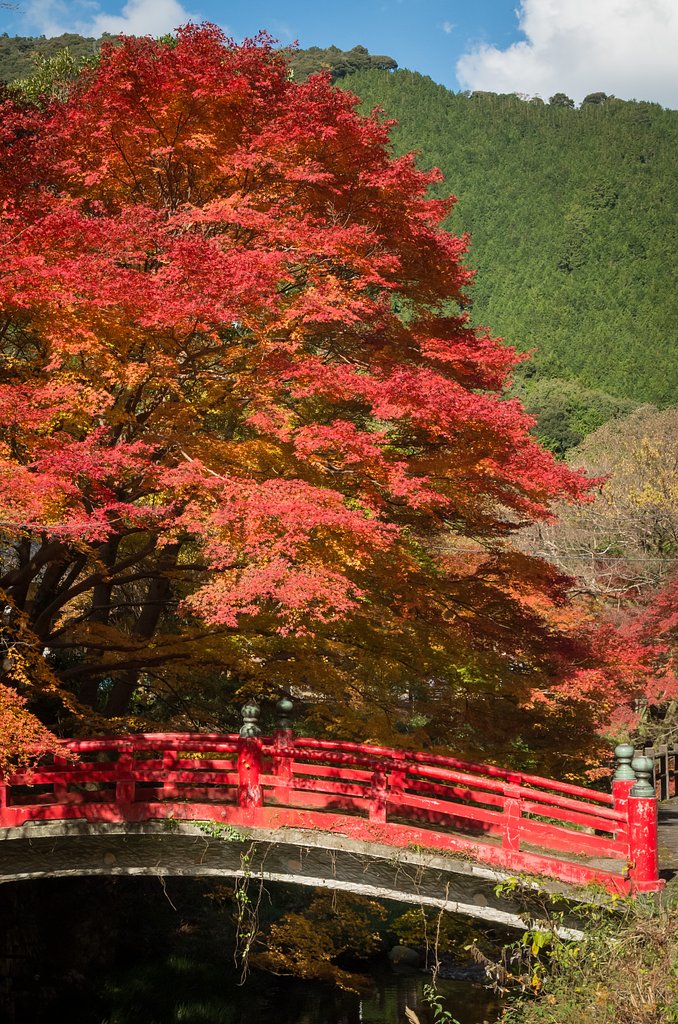 橋