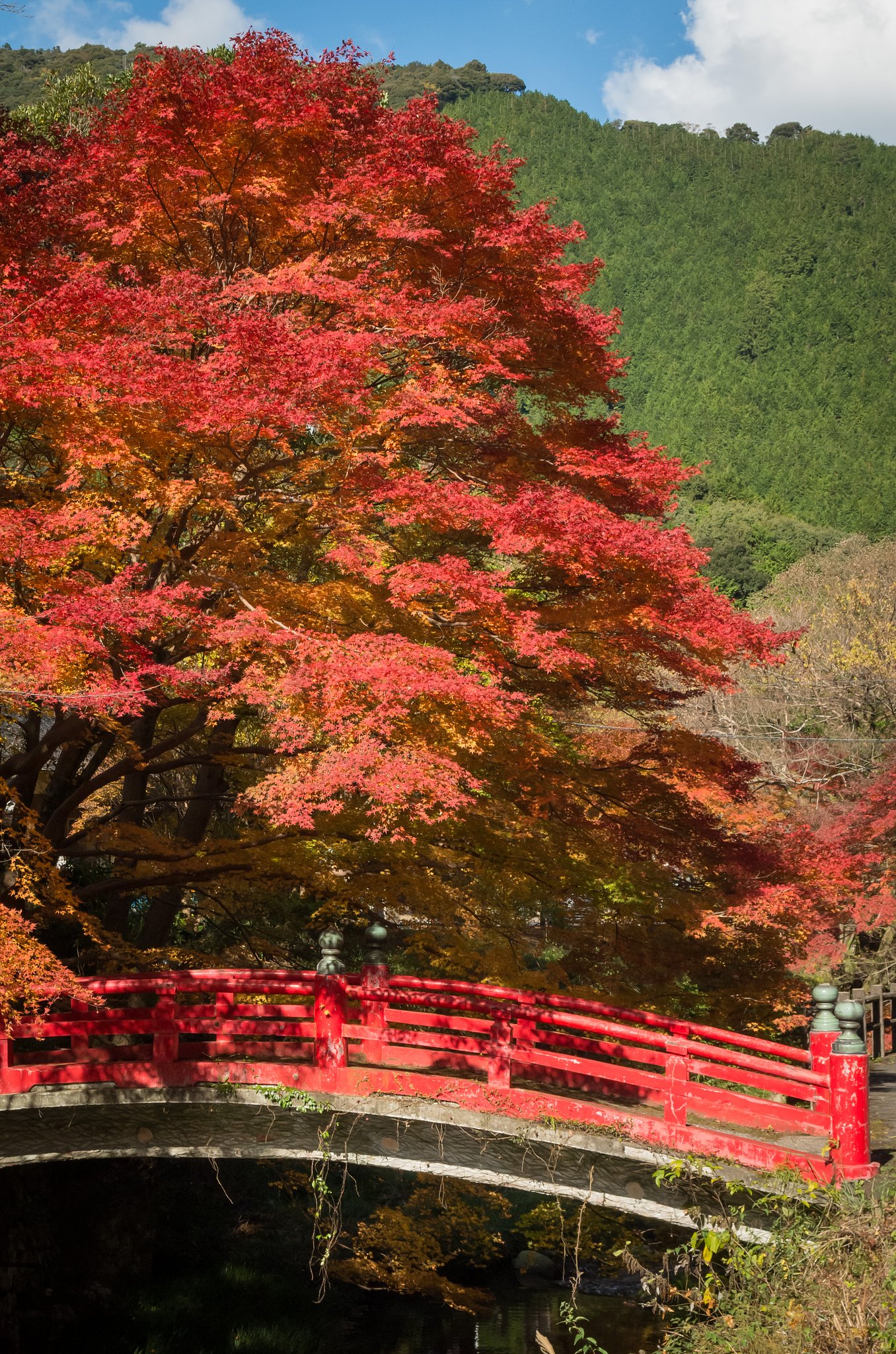 橋