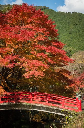 橋