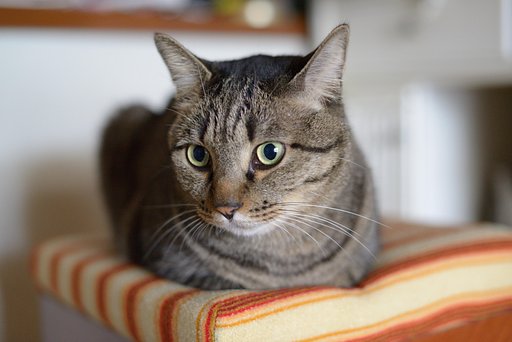 ねこ