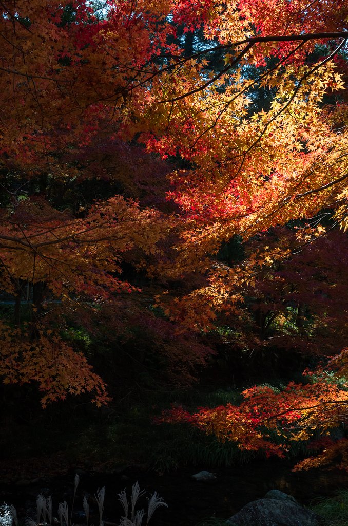 SIGMA 17-70mm F2.8-4 