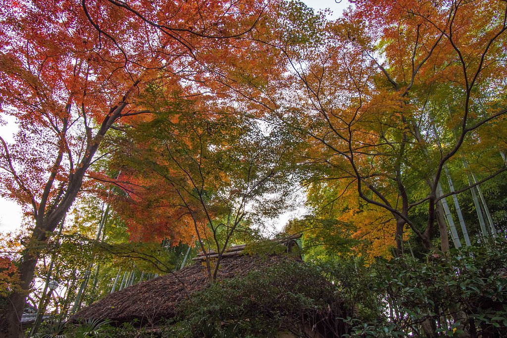LUMIX G VARIO 7-14mm F4 ASPH 