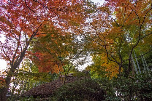 LUMIX G VARIO 7-14mm F4 ASPH 