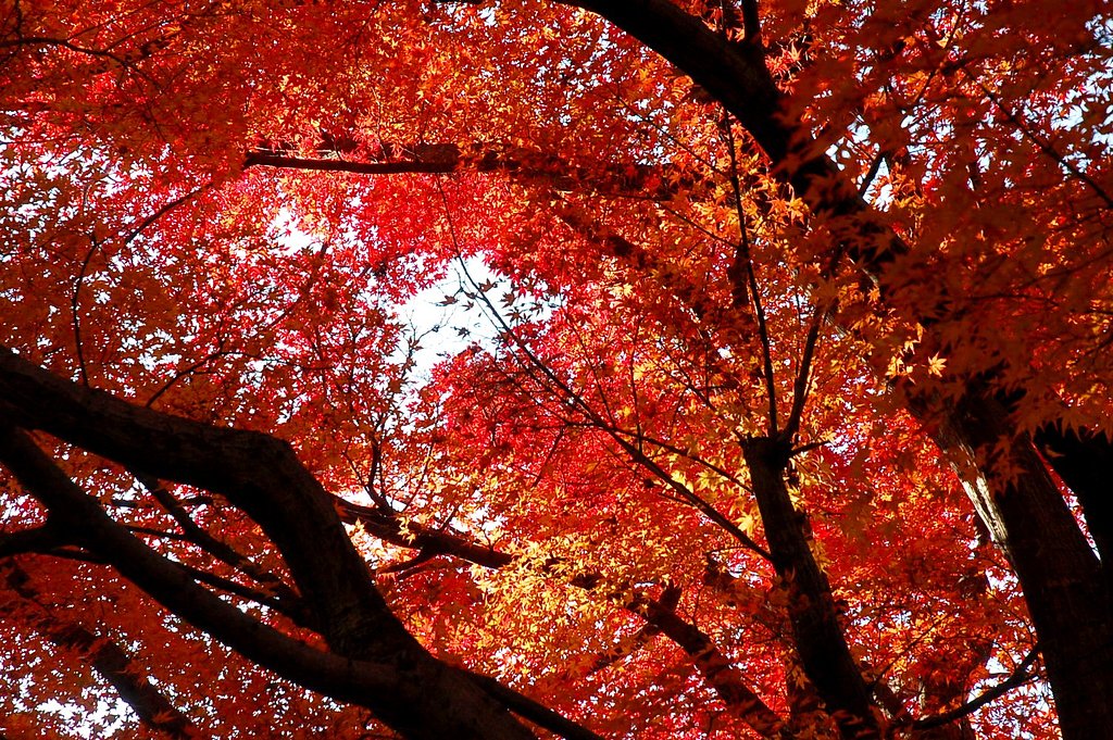 紅葉、山から里へ
