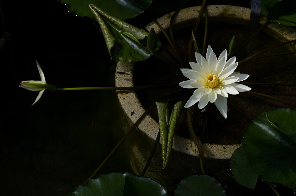 SIGMA MACRO 70mm F2.8