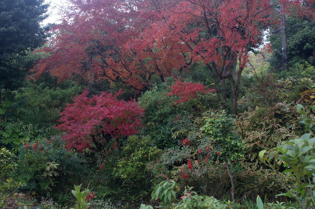 秋の雑木林