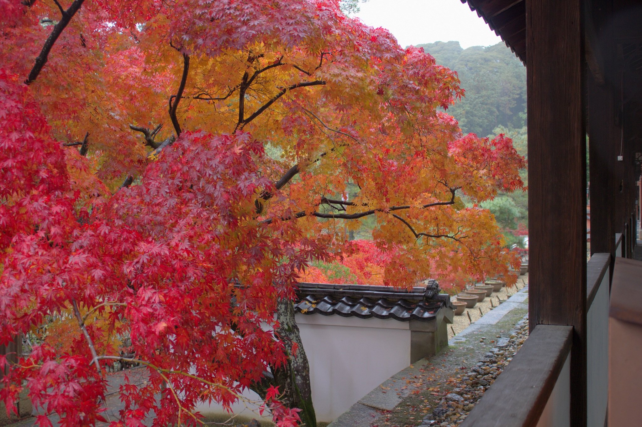 萬福寺の雨モミジ