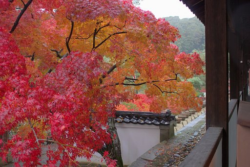 萬福寺の雨モミジ