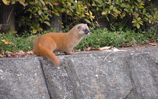 イタチ
