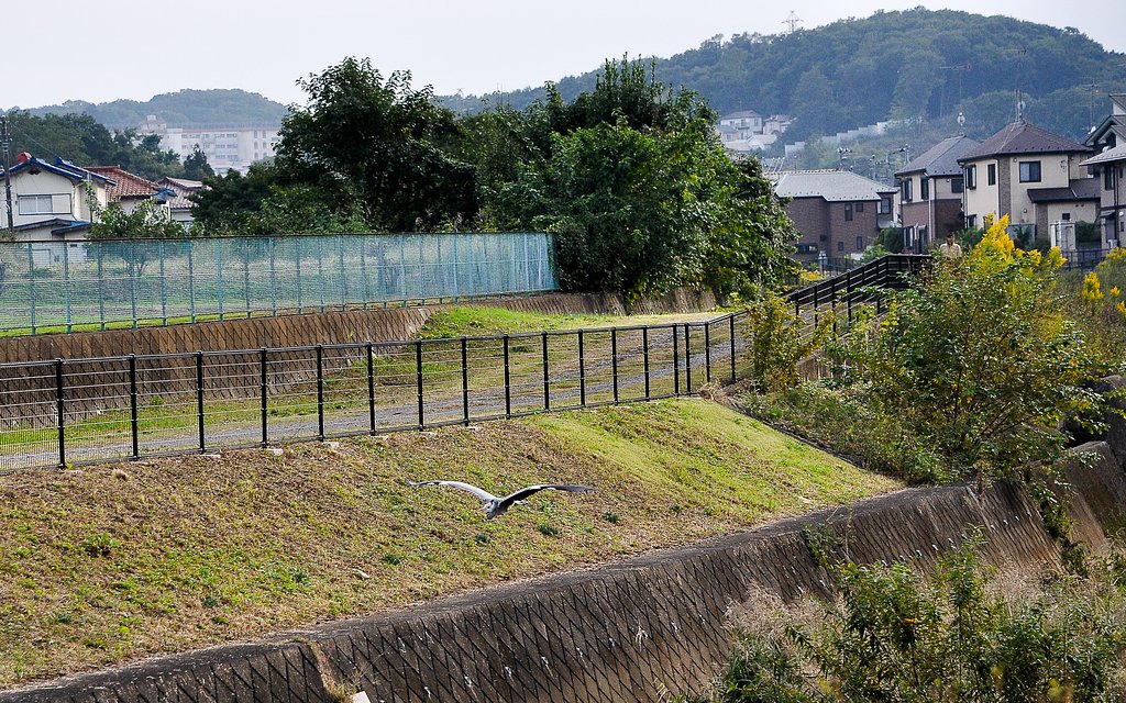 アオサギが飛んでる風景
