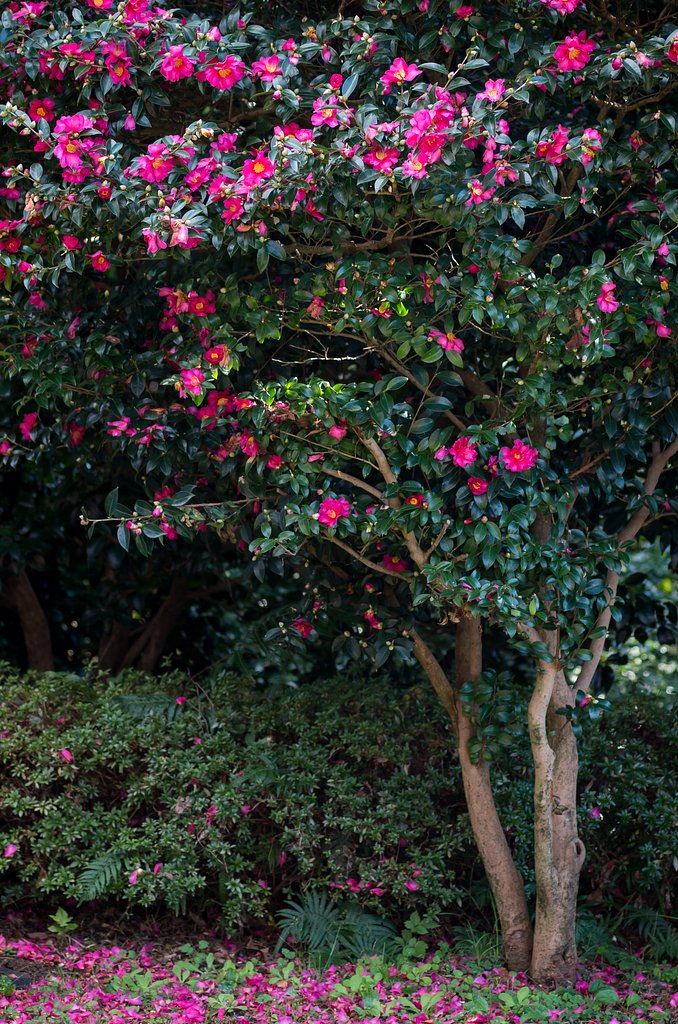 SIGMA MACRO 70mm F2.8 