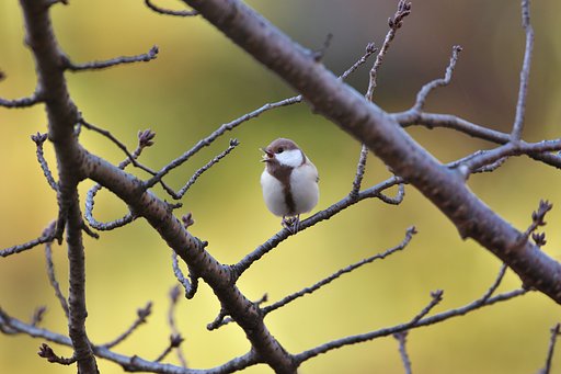 シジュウカラ幼鳥か