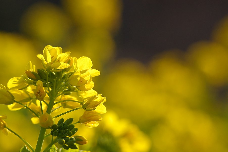 周回遅れの菜の花