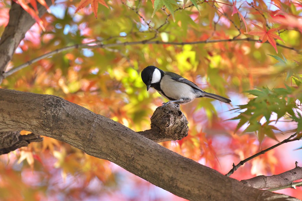 萌のシジュウカラ