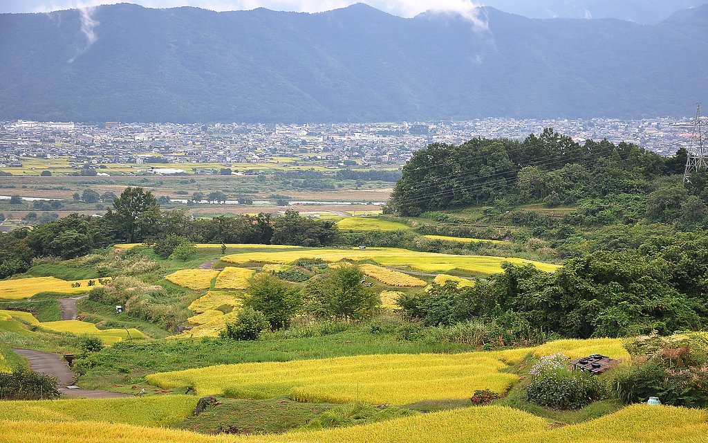 棚田