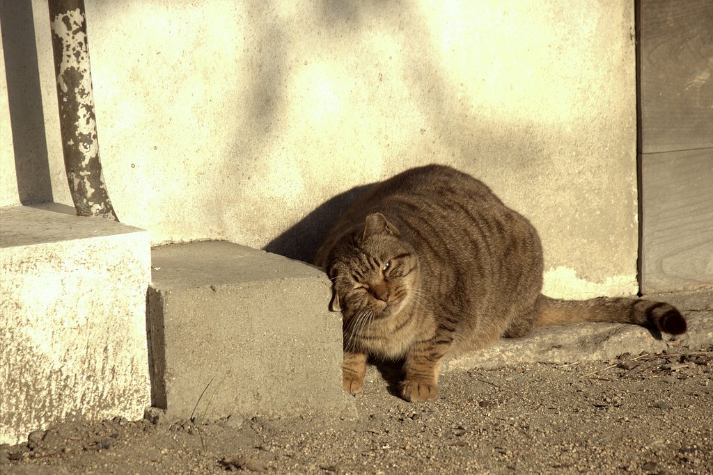 大阪城の野良キジさん
