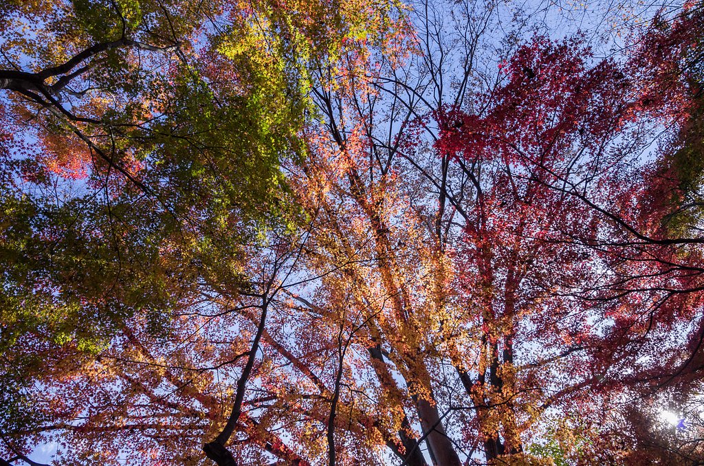 紅葉のスクリーン