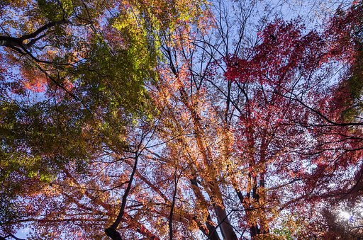 紅葉のスクリーン