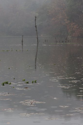 氷雨