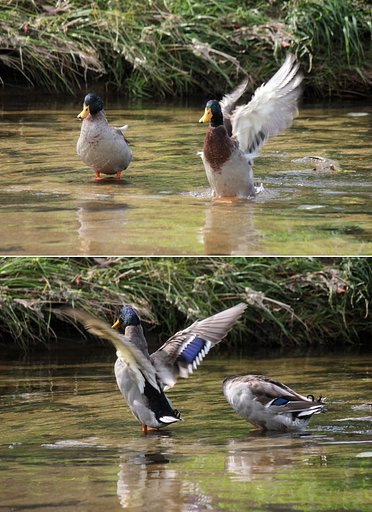 羽ばたく鴨ふたり