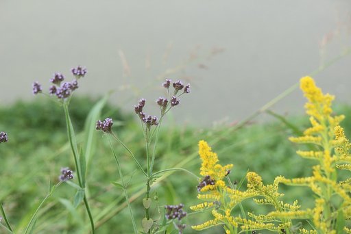 川原の花模様
