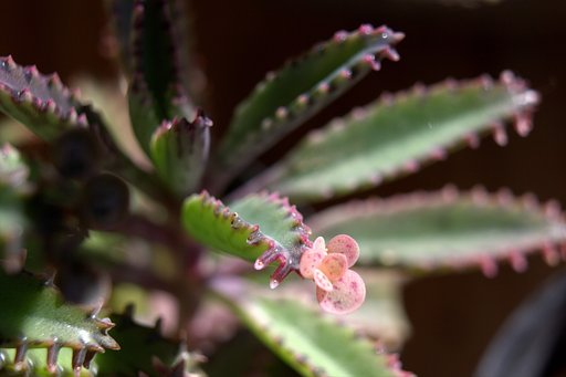 多肉の花