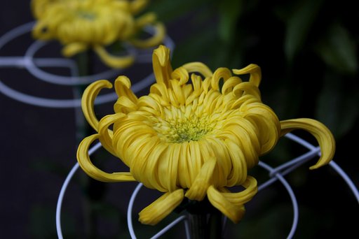 今年の菊