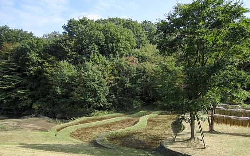 公園の棚田