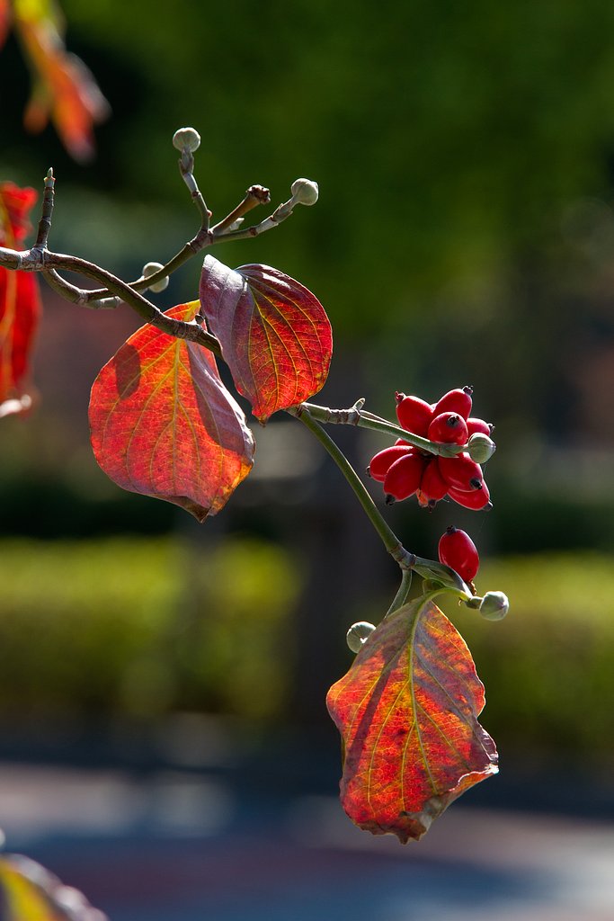 EF-S15-85mm F3.5-5.6 IS USM